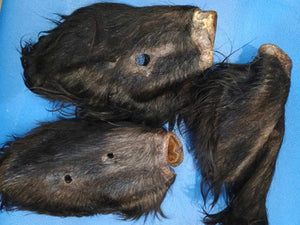 Wild Boar Ears - Hair on